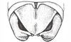 Coyacris brevipennis (Ronderos, 1979): Fig. 3. male andomen tip, dorsal view. (Otu).