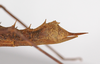 CollectionObject 1560290; 5e5d5267-cb7e-4862-a146-e301633140c8: copyright ZMB, Berlin. female: end of abdomen, lateral view (paratype). (CollectionObject).;CollectionObject 1560291; 87646c42-9267-43be-8965-edf15a749cc9: copyright ZMB, Berlin. female: end of abdomen, lateral view (paratype). (CollectionObject).;CollectionObject 1560292; 683d12e7-949b-4b50-9136-a19dccf017fc: copyright ZMB, Berlin. female: end of abdomen, lateral view (paratype). (CollectionObject).