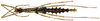 CollectionObject 1578596; RBINS IG: 32700'''', 98635096-b65c-4571-8d64-116af0755133: copyright ISNB, Brussels. female, ventral view (paratype). (CollectionObject).