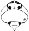 Head: !! display not done !! on Macrosteles lepidus (Van Duzee, 1894): head, dorsally. (Observation).