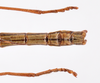 CollectionObject 1561530; 74a7b596-def1-4fe2-a8ae-0629914dd868: copyright ZMHB, Berlin. male: end of abdomen, dorsal view (holotype). (CollectionObject).