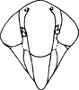Head on Buhria angusta (Dworakowska, 1976): Head, lateral view. (Observation).