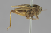 CollectionObject 1534270; c2880c53-47b0-41da-86cd-f96270103762: female, lateral view (syntype). (CollectionObject).