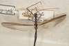 CollectionObject 1560837; 1736b3c7-e8d3-42a9-8f7d-0939114f788e: copyright St. Petersburg. Paraphasma marginale male (paralectotype). (CollectionObject).