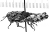 CollectionObject 1523808; f19fd345-d689-4c37-992a-80b3fba92333: male, lateral view (holotype). (CollectionObject).