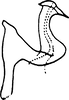 Aedeagus, lateral view on Diomma (Dilobonota) Dworakowska, 1972: Aedeagus (D. cristata Dwor.), lateral view. (Observation).