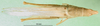 CollectionObject 1501020; f256d971-ccd9-44a5-bf4c-3cd73b83fc24: female, dorsal view (lectotype of Atractomorpha madacassis). (CollectionObject).