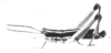 Mastusia quadricarinata Stål, 1878: Plate 1B. male, habitus. (Otu).