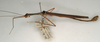 CollectionObject 1558320; 2ff244ae-5c13-4803-b88f-366c37c71218: copyright NMW, Vienna. male, lateral view (syntype). (CollectionObject).;CollectionObject 1558321; b6802191-713c-4cd5-bc7e-5e3965806a14: copyright NMW, Vienna. male, lateral view (syntype). (CollectionObject).