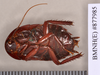 Platyzosteria novaeseelandiae (Brunner von Wattenwyl, 1865): Lectotype, male, ventral. BMNH(E)#877985. (Otu).