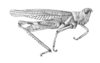 Bootettix argentatus Bruner, 1889: Pl. V, Fig. 23. male habitus. (Otu).