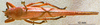 CollectionObject 1516504; NNM 3224825, 7ff9f6c9-afbc-420a-8d03-c07e34d7f7f2: female, dorsal view. (CollectionObject).