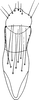 Anal tube processes: !! display not done !! on Zygina (Zygina) rubrovittata (Lethierry, 1869): Anal tube processes. (Observation).
