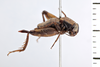 CollectionObject 1506068; c78ab8f7-fb8e-4f1e-8d5b-b48b56b0f9e7: Female, syntype. Chile. (CollectionObject).