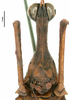 CollectionObject 1581737; f77b5920-f19e-49b0-9eca-06b839a5cf11: male, frontal view (holotype). (CollectionObject).