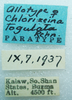 CollectionObject 1568956; fd71c681-b202-424c-863a-b77bcbb0d99f: female, labels (allotype). (CollectionObject).