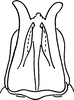 Pygofer ventral appendages, ventral view: !! display not done !! on Empoasca (Empoasca) fabae (Harris, 1841): Pygofer, dorsal view. (Observation).