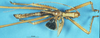 CollectionObject 1507001; 3753d1a7-8076-4b9d-a3b9-06253dd5c58a: male, dorsal view (holotype). (CollectionObject).