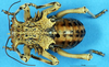 CollectionObject 1475458; b12a5578-b985-4463-9c13-bad7d10ad350: male, dorsal view (syntype of Acanthoproctus elaphos). (CollectionObject).