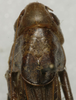 CollectionObject 1535152; b1bfa7a8-b368-43c5-ba26-d93a62cbfab9: female pronotum dorsal (lectotype). (CollectionObject).