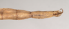 CollectionObject 1560550; NHMUK(SF IMPORT DUPLICATE) 845077, f306f22f-4091-40f0-8961-26225621a3ad: copyright Natural History Museum, London. female: end of abdomen, ventral view (holotype). (CollectionObject).