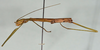 CollectionObject 1559383; c6546c81-edc3-4e11-9827-8421705d3db8: copyright USNM, Washington. (CollectionObject).