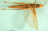 CollectionObject 1502867; c9addb4b-f215-41dd-93cd-8263065322e5: female, ventral view (paratype). (CollectionObject).