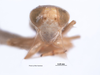 Head on Brunerella scriptozona (Van Duzee, 1923): (Observation).