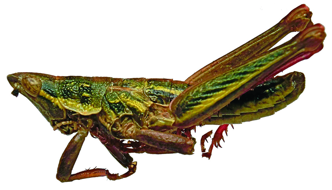 male, lateral view (Eritrea). Depicts Stenoscepa picta (Bolívar, 1884), an Otu.