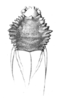 Steirodon (Peucestes) championi (Saussure & Pictet, 1898): Pl. XVIII, Fig 8. female pronotum, dorsal view (length 17.5 mm). (Otu).