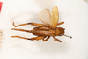 CollectionObject 1531226; eefeb7d3-fd8a-457c-964c-20920b922997: female, dorsal view (holotype). (CollectionObject).