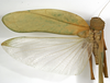 CollectionObject 1529814; 3abe0461-5db6-425d-a976-b320d7f08937: male, dorsal view (holotype). (CollectionObject).