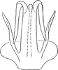 Aedeagus, ventral view on Platymetopius (Platymetopius) rostratus (Herrich-Schäffer, 1834): Aedeagus, ventral view. (Observation).