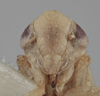 Head on Athysanella (Gladionura) nata Blocker & Johnson, 1990: Head. (Observation).