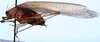 CollectionObject 1522463; ad708917-1a9b-44fd-9355-a66cd861d72c: male, lateral view (holotype). (CollectionObject).