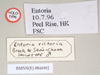CollectionObject 1558588; b20d032c-9c70-4c15-96d5-4319c2aa3647: copyright Natural History Museum, London. male, data labels (holotype). (CollectionObject).