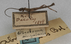 CollectionObject 1556923; 8cec1cb0-48cc-4cb0-b9eb-1a2ea0fa2be9: copyright NMW. male, lateral view (syntype). (CollectionObject).;CollectionObject 1556924; 86e00e8c-3a14-4baf-8ea3-15a3d66ea607: copyright NMW. male, lateral view (syntype). (CollectionObject).
