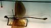 CollectionObject 1596276; f7932340-8705-4372-bdbc-71b779fb9391: copyright RBINS Brussels. male, lateral view (syntype). (CollectionObject).