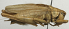 male, lateral view (lectotype of Tettigonia maroccana). Depicts CollectionObject 1535196; a0dbb03d-48a4-4c2d-a5e8-d5d9b8c9e70f, a CollectionObject.