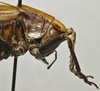 CollectionObject 1535143; 338ed26c-56fd-4f96-bf0a-717b266e2db5, MNCNn. 461: female pronotum, lateral view (lectotype). (CollectionObject).