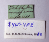 CollectionObject 1567378; 416b6663-5487-4330-a21d-3ee9662d4cca: female, labels (lectoallotype or paralectotype). (CollectionObject).