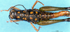 CollectionObject 1505066; 954483f9-48f1-4f17-b830-b52d091b5253, DORSA D017AF01: female, dorsal view (syntype). (CollectionObject).