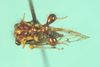Eucyphonia Sakakibara, 1968: _Eucyphonia bifurcata_. (Otu).