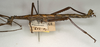 Rhaphiderus scabrosus (Percheron, 1829): copyright NMW, Vienna. male, lateral view of synonym Rhaphiderus alliaceus from Mauritius (not type). (Otu).