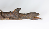 CollectionObject 1591896; acb19454-91fe-4db1-8508-ffc928ca2afd: copyright USNM, Washington. female end of abdomen, lateral view (paratype). (CollectionObject).;CollectionObject 1591897; d1971875-9839-4678-8b9d-2ea18fbdd7eb: copyright USNM, Washington. female end of abdomen, lateral view (paratype). (CollectionObject).