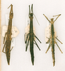 CollectionObject 1563199; 6e643ec6-721b-418d-9541-5866f79fbd94: copyright ANSP. female (paratypes). (CollectionObject).