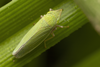 Live specimen on Draeculacephala californica Davidson & Frazier, 1949: (Observation).