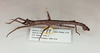 CollectionObject 1563656; 8576e1fd-d5a2-4a3c-b3ca-636c58f59086: copyright Oliver Zompro. male (paratype). (CollectionObject).