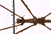 CollectionObject 1558137; 1538b937-0ef1-466b-a439-0ce0bdb24f0a: copyright MNHG, Geneva. male: head & thorax, dorsal view (syntype). (CollectionObject).;CollectionObject 1558138; e96a9060-98ad-481a-b0ea-009f1452e544: copyright MNHG, Geneva. male: head & thorax, dorsal view (syntype). (CollectionObject).