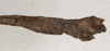 CollectionObject 1562077; NMW 1064', 2643ab10-6cb3-470d-ac44-84a036dc05a4: copyright NMW, Vienna. male: end of abdomen, lateral view (syntype). (CollectionObject).